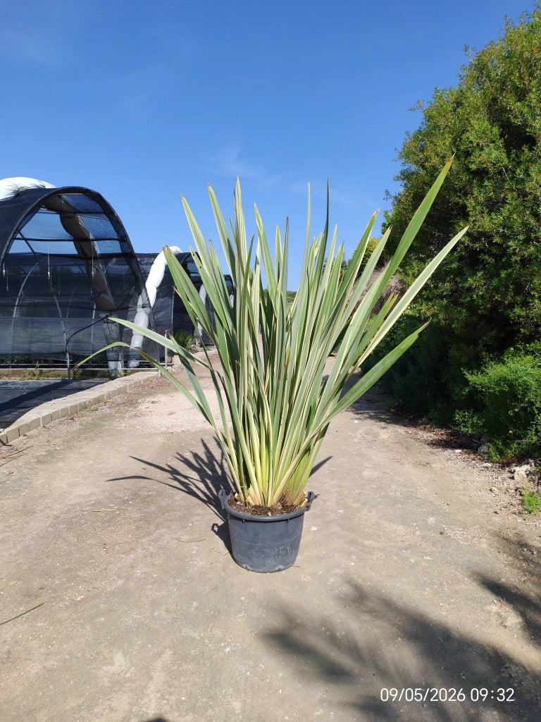 PHORMIUM TENAX VARIEGATUM VASO 50