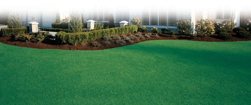 Water Saver 5 kg – Miscuglio Tappeto Erboso Coated ad Alta Resistenza