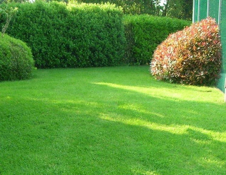 Water Saver 5 kg – Miscuglio Tappeto Erboso Coated ad Alta Resistenza