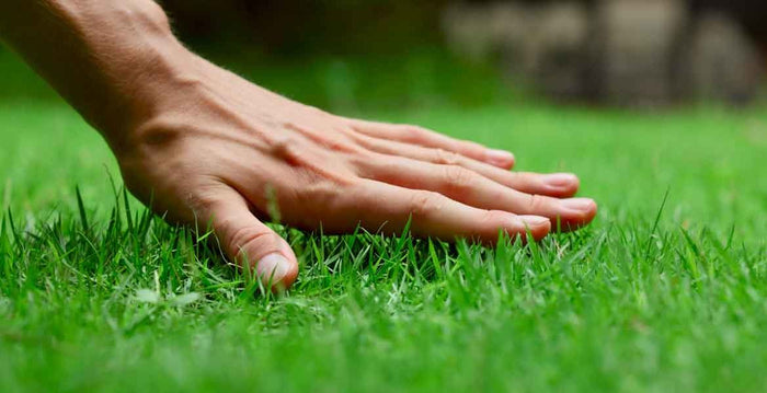 Water Saver 5 kg – Miscuglio Tappeto Erboso Coated ad Alta Resistenza