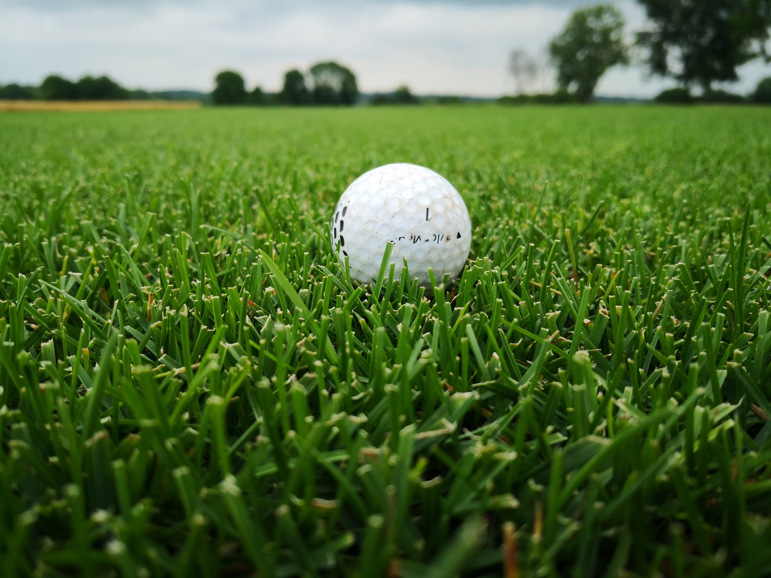 Resilient Blue Lawn 5 kg – Miscuglio Tappeto Erboso di Alta Resistenza