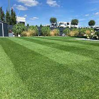 Resilient Blue Lawn 5 kg – Miscuglio Tappeto Erboso di Alta Resistenza