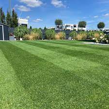 Resilient Blue Lawn 5 kg – Miscuglio Tappeto Erboso di Alta Resistenza