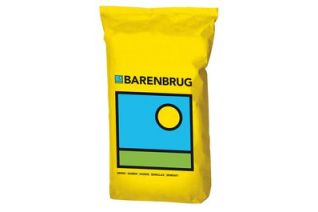 Firecracker Festuca arundinacea – Prato Verde, Denso e Resistente al Calpestio