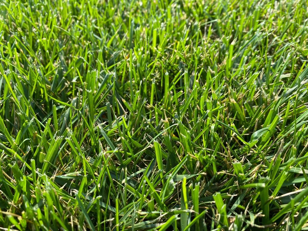 Firecracker Festuca arundinacea – Prato Verde, Denso e Resistente al Calpestio