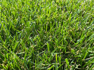 Firecracker Festuca arundinacea – Prato Verde, Denso e Resistente al Calpestio