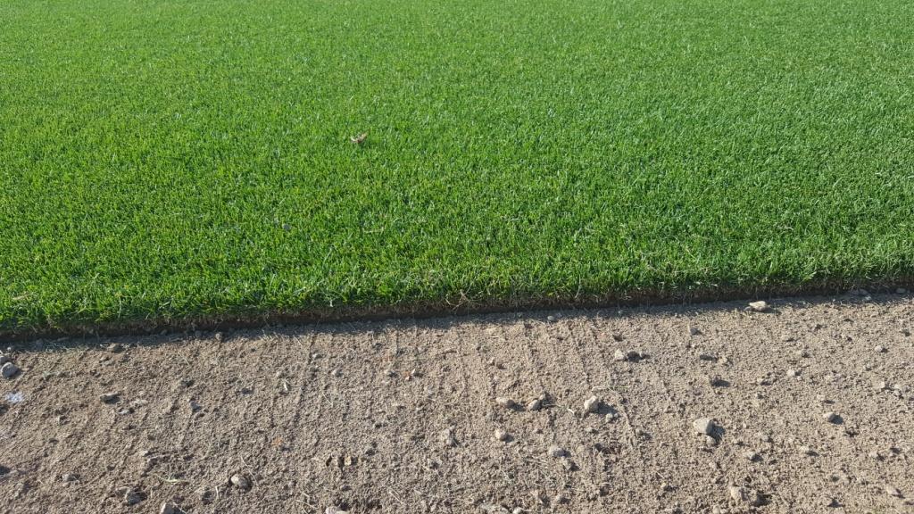 Firecracker Festuca arundinacea – Prato Verde, Denso e Resistente al Calpestio