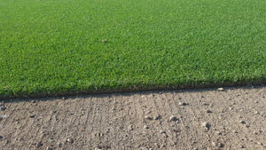 Firecracker Festuca arundinacea – Prato Verde, Denso e Resistente al Calpestio