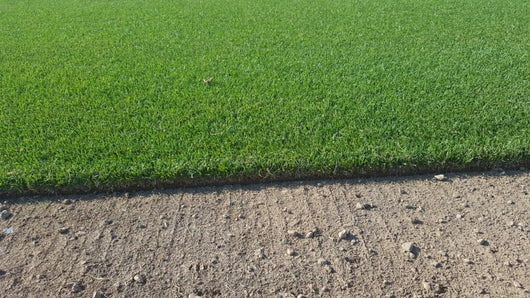 Firecracker Festuca arundinacea – Prato Verde, Denso e Resistente al Calpestio