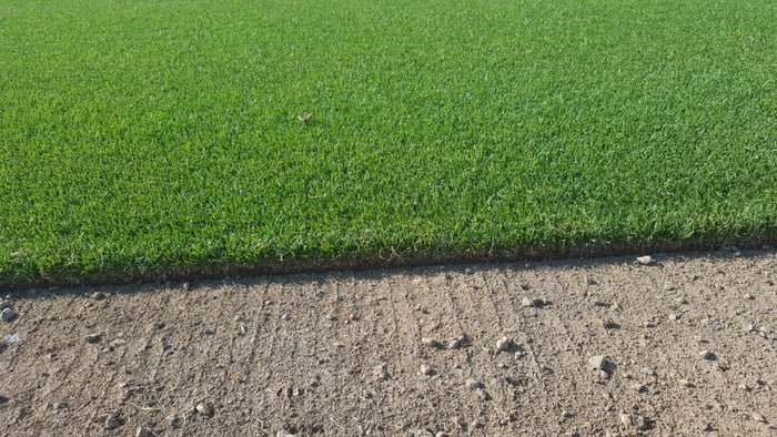 Firecracker Festuca arundinacea – Prato Verde, Denso e Resistente al Calpestio