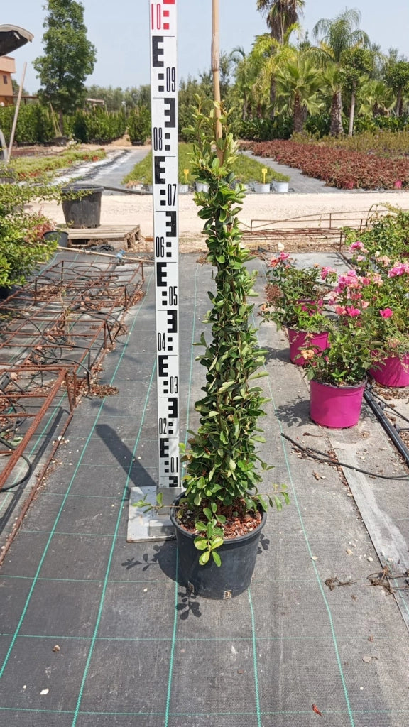 CRATAEGUS PYRACANTHA RED BERRIES (AGAZZINO) VASO 18