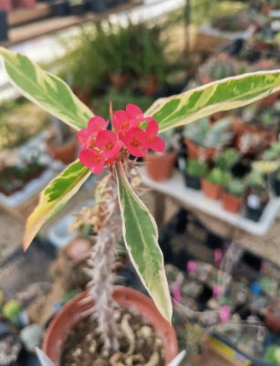 Euphorbia milii variegata  spina di cristo variegata vaso 24 foto reali
