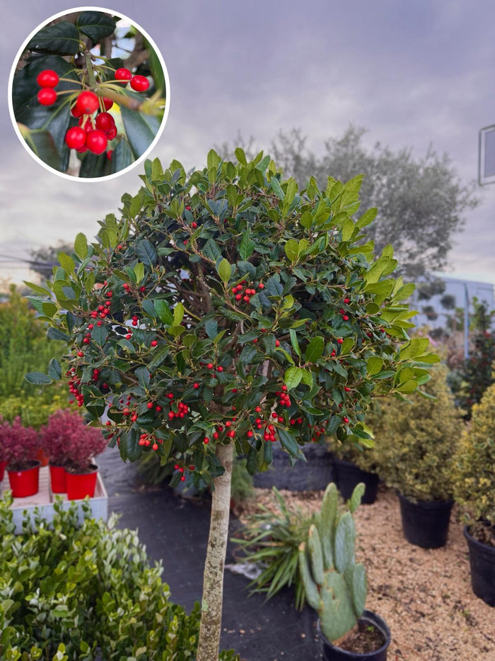 Ilex mutchagara ‘Nellie R. Stevens’ – Agrifoglio Ornamentale 150 cm