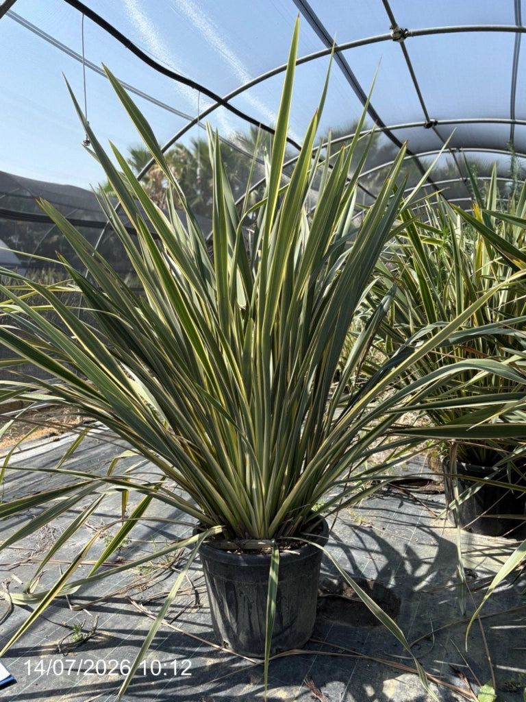 PHORMIUM TENAX VASO 60 Lt.70