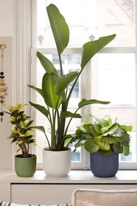 Vaso Elho Vibes Fold Round 18 cm – Design Moderno per la Tua Casa Colore: Antracite