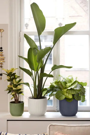 Vaso Elho Vibes Fold Round 30 cm – Eleganza Moderna per la Tua Casa Colore: Antracite