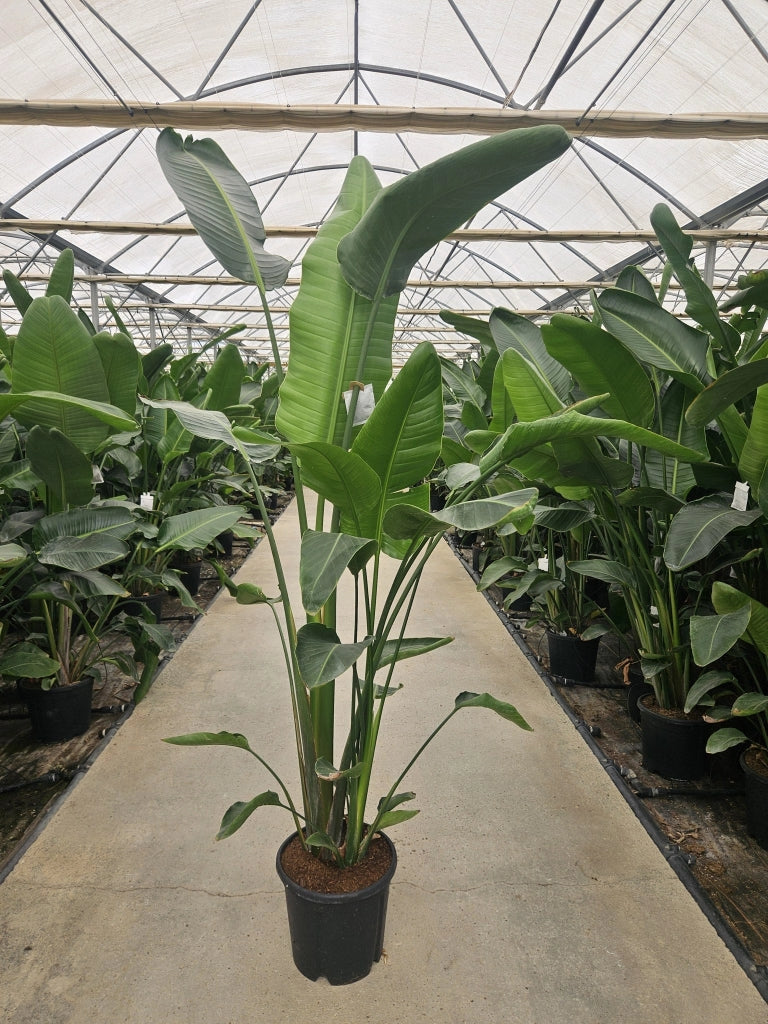 STRELITZIA NICOLAI (STERLIZIA GIGANTE) VASO 30 H.160/180