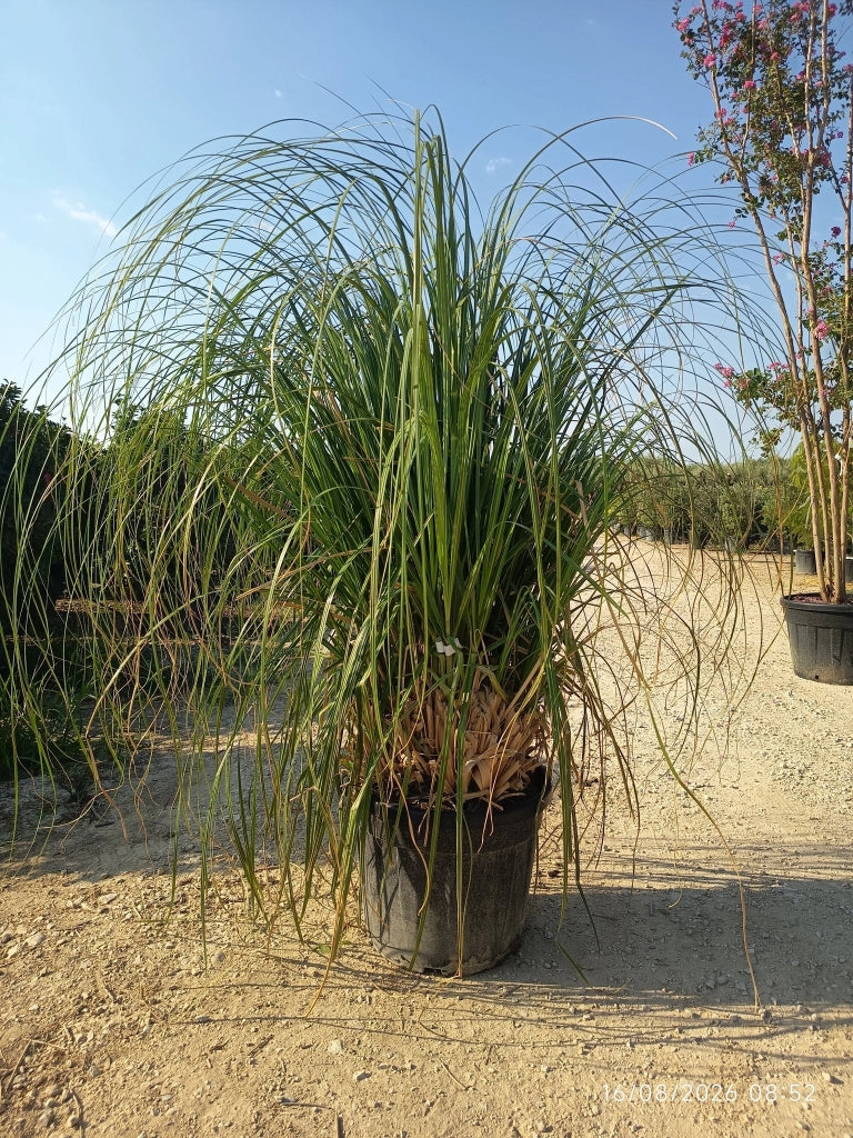 CORTADERIA SELLOANA BIANCA (Gynerium) VASO 55