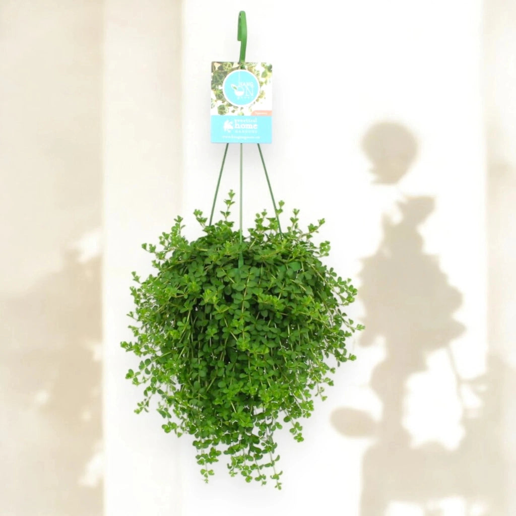 Gardenaria Peperomia 'Isabelle' - Pianta da interno ornamentale Altezza: 30 cm (vaso 14)