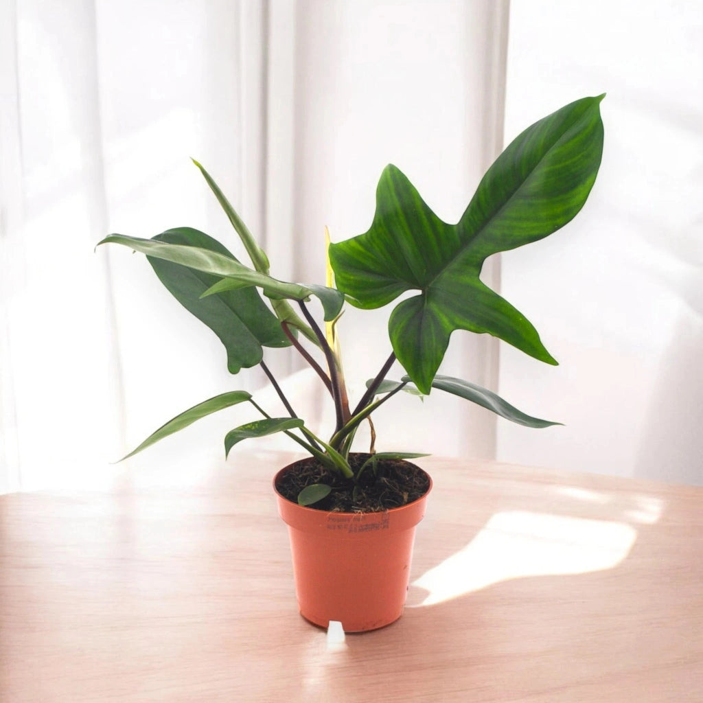 Gardenaria Philodendron 'Florida Green' - Pianta da interno ornamentale Altezza: 40 cm (vaso 12)