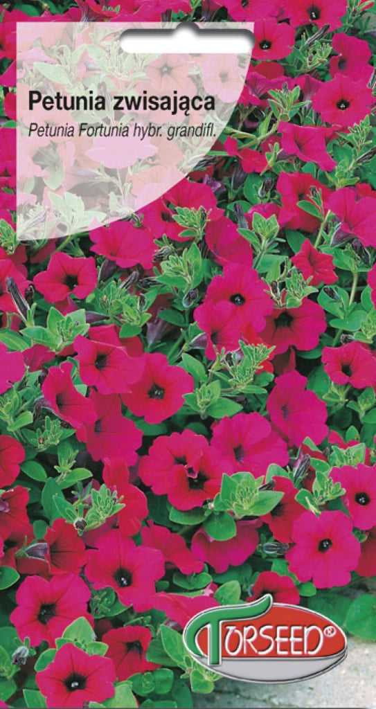 Petunia pendente Fortunia - Petunia hybrida pendula viola 0,02g