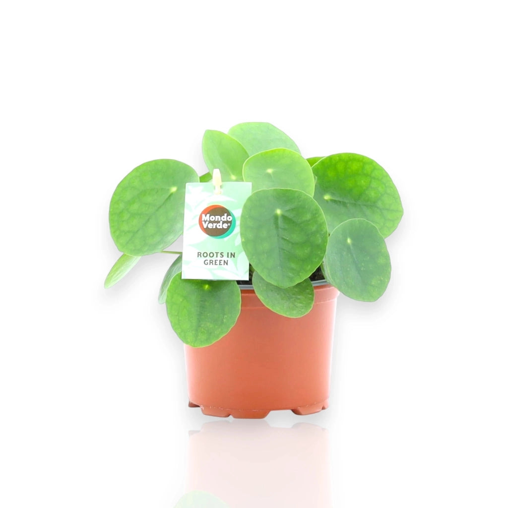 Gardenaria Pilea peperomioides - Pianta da interno ornamentale Altezza: 40 cm (vaso 19)