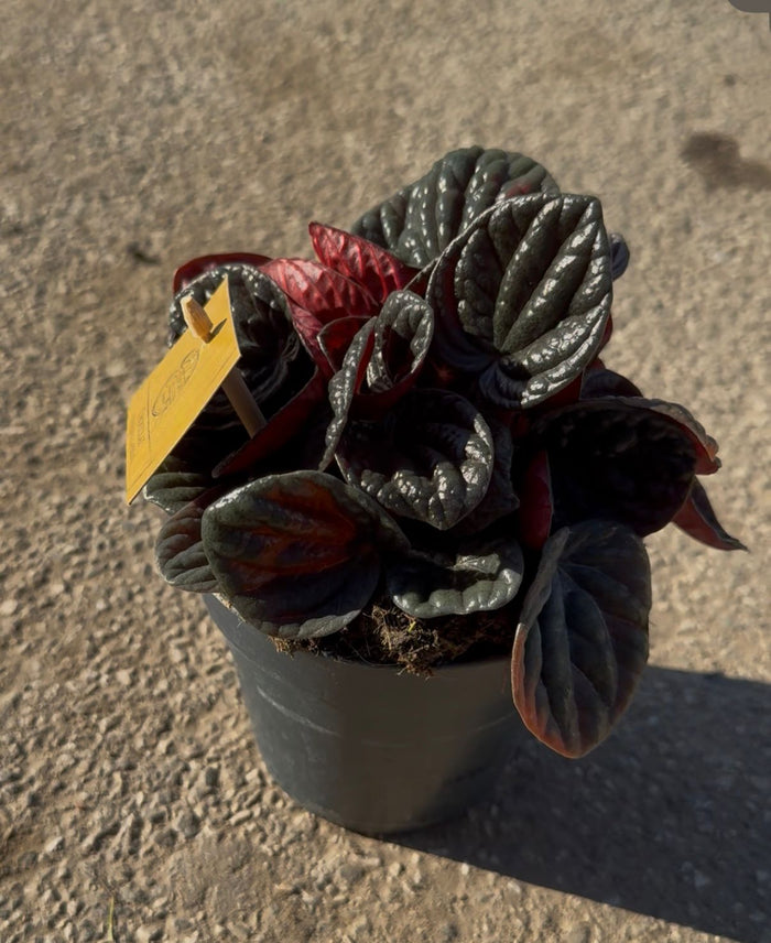 Peperomia “Other Chocolate” –  (vaso 15) Pianta d’appartamento compatta con foglie corrugate color cioccolato