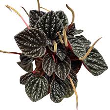 Peperomia “Other Chocolate” –  (vaso 15) Pianta d’appartamento compatta con foglie corrugate color cioccolato