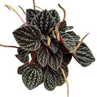 Peperomia “Other Chocolate” –  (vaso 15) Pianta d’appartamento compatta con foglie corrugate color cioccolato