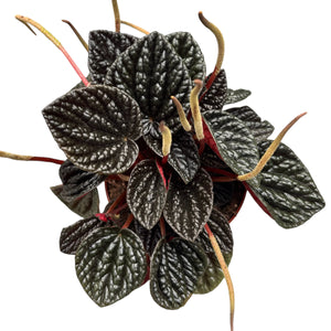 Peperomia “Other Chocolate” –  (vaso 15) Pianta d’appartamento