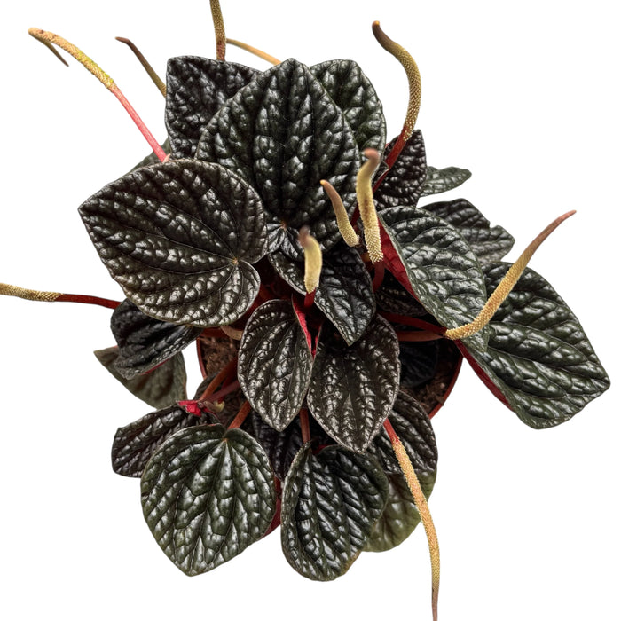 Peperomia “Other Chocolate” –  (vaso 15) Pianta d’appartamento
