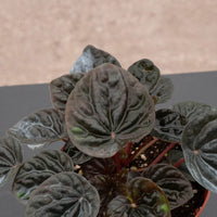 Peperomia “Other Chocolate” –  (vaso 15) Pianta d’appartamento