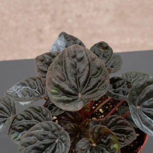 Peperomia “Other Chocolate” –  (vaso 15) Pianta d’appartamento