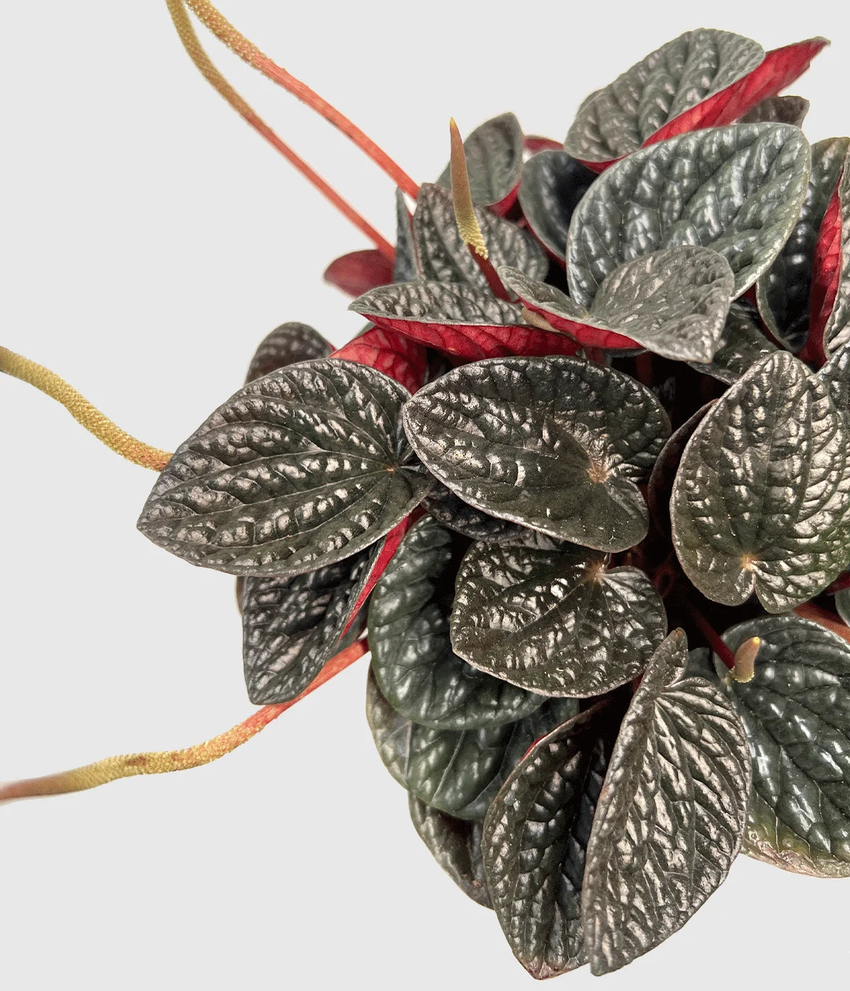 Peperomia “Other Chocolate” –  (vaso 15) Pianta d’appartamento