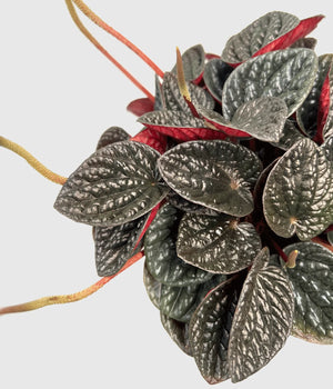 Peperomia “Other Chocolate” –  (vaso 15) Pianta d’appartamento