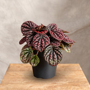 Peperomia “Other Lucinda” – Pianta d’appartamento decorativa (vaso 12)