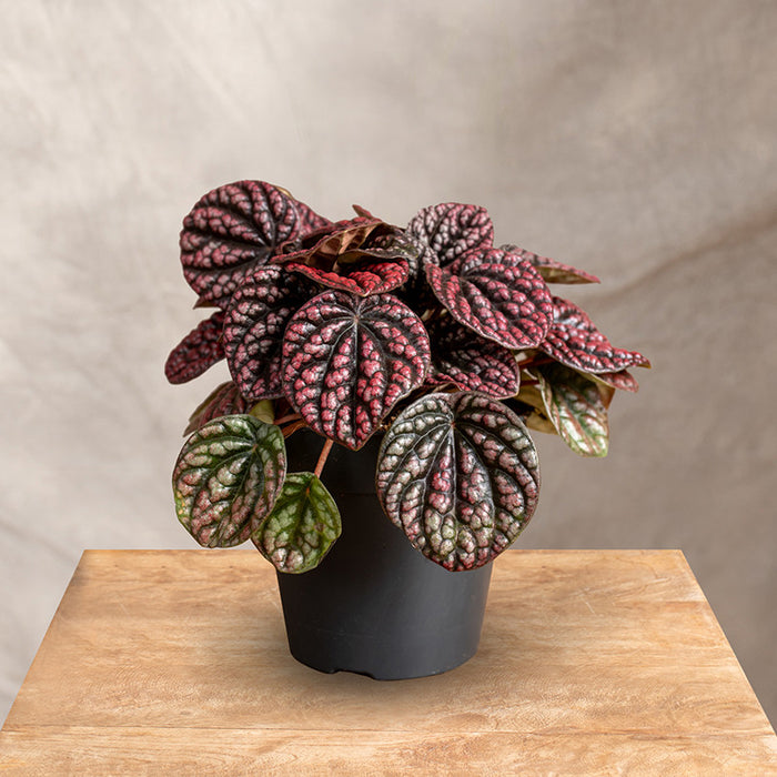 Peperomia “Other Lucinda” – Pianta d’appartamento decorativa (vaso 12)