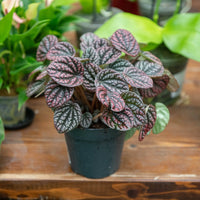 Peperomia “Other Lucinda” – Pianta d’appartamento decorativa (vaso 12)