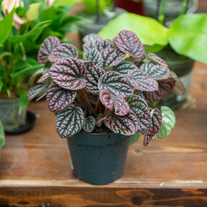 Peperomia “Other Lucinda” – Pianta d’appartamento decorativa (vaso 12)