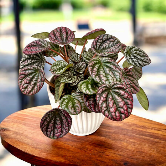 Peperomia “Other Lucinda” – Pianta d’appartamento decorativa (vaso 12)