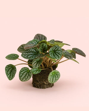 Peperomia “Other Lucinda” – Pianta d’appartamento decorativa (vaso 12)