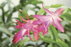 Schlumbergera in vaso 13 – Cactus di Natale elegante e fiorito
