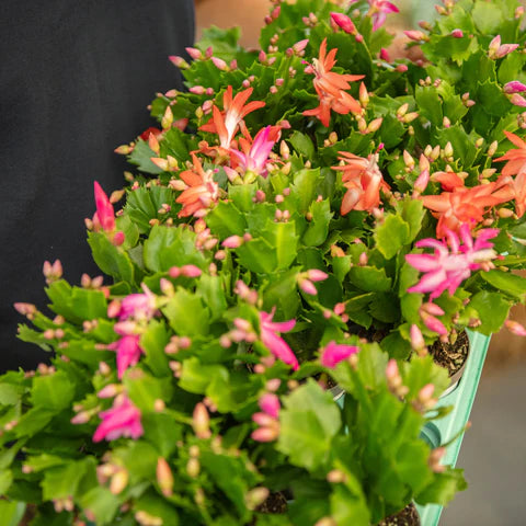 Schlumbergera in vaso 13 – Cactus di Natale elegante e fiorito