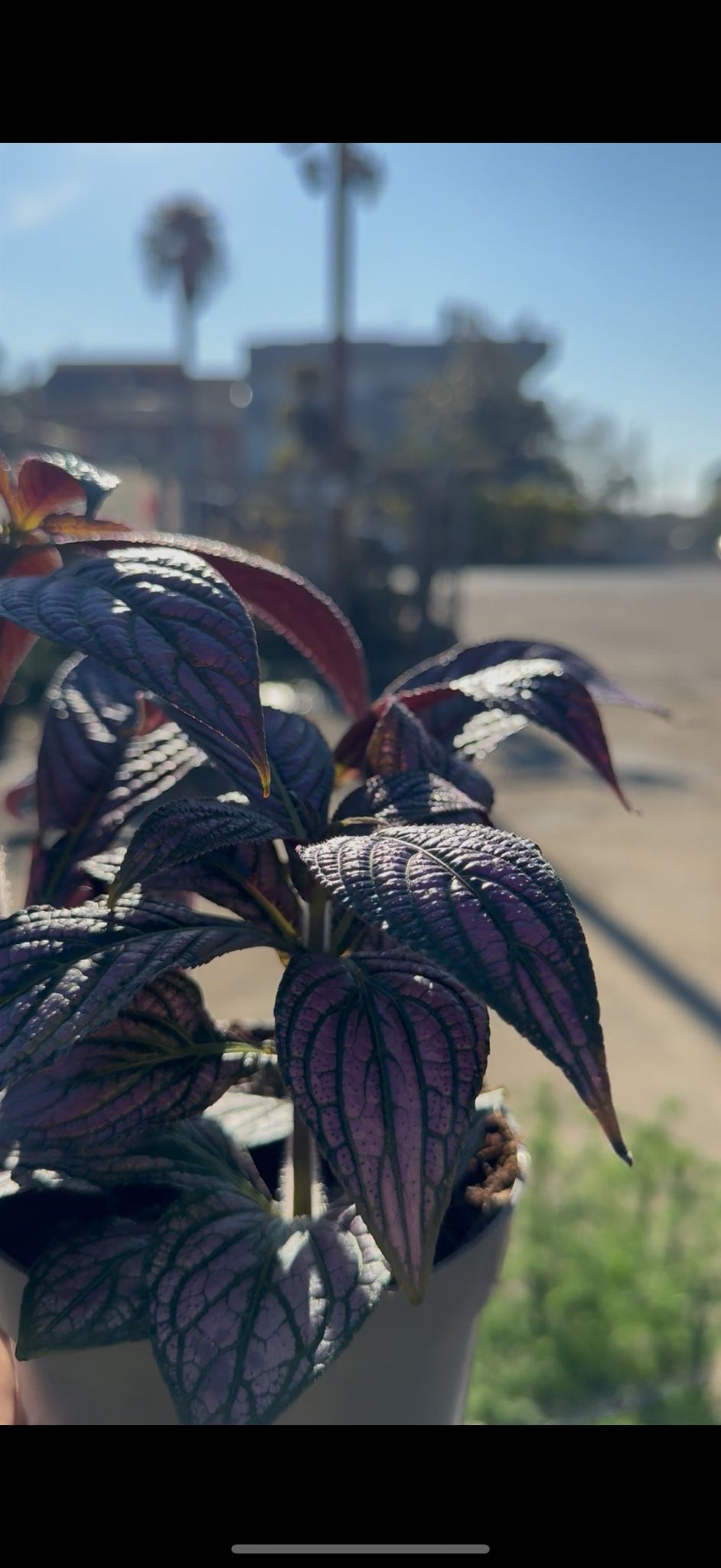 Strobilanthes vaso 13 – Pianta viola metallizzata da interno