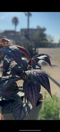 Strobilanthes vaso 13 – Pianta viola metallizzata da interno