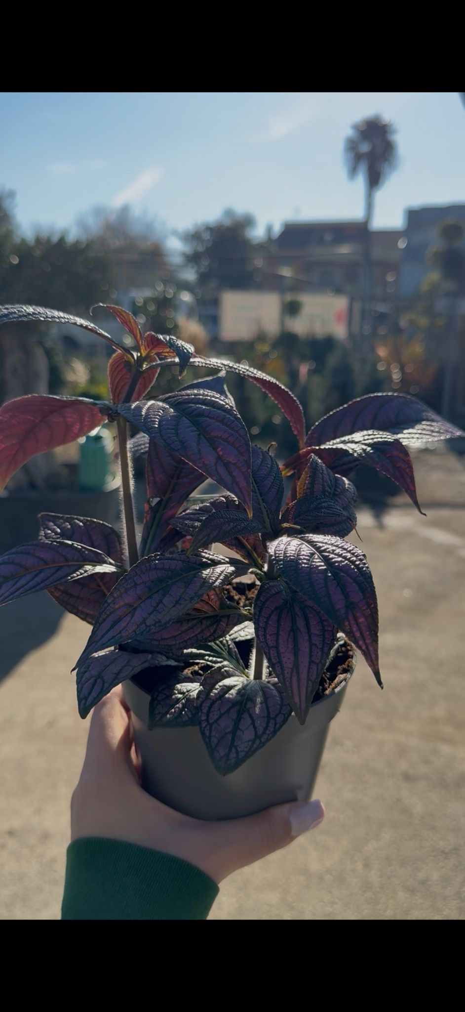 Strobilanthes vaso 13 – Pianta viola metallizzata da interno