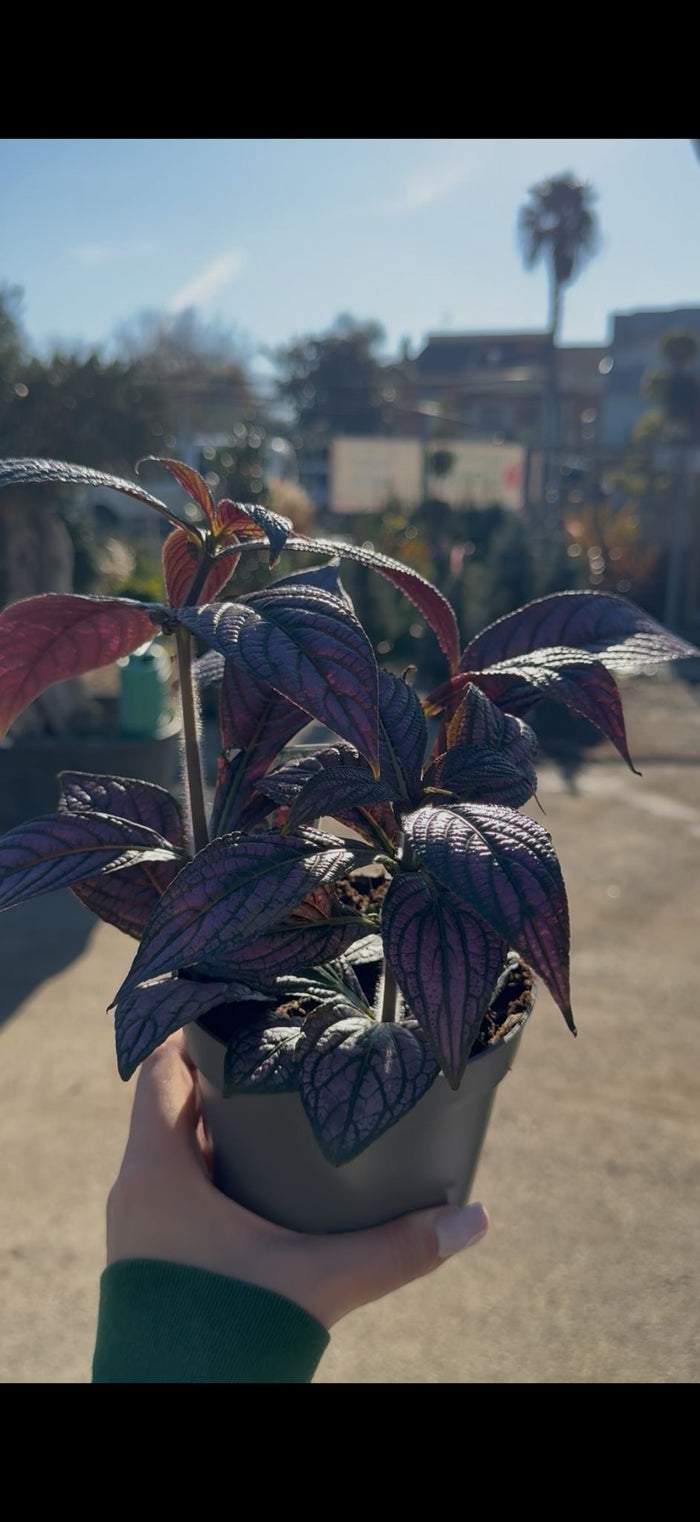 Strobilanthes vaso 13 – Pianta viola metallizzata da interno