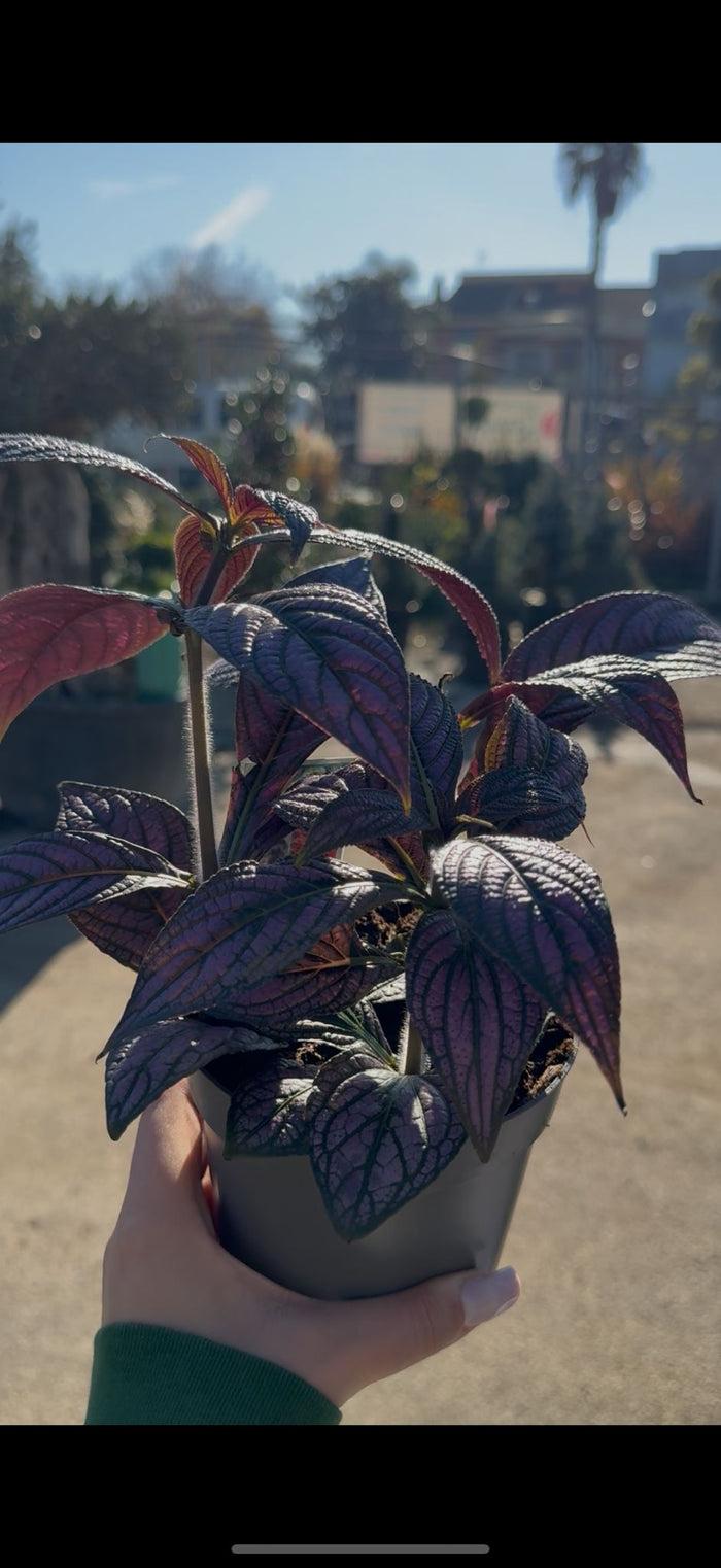 Strobilanthes vaso 13 – Pianta viola metallizzata da interno