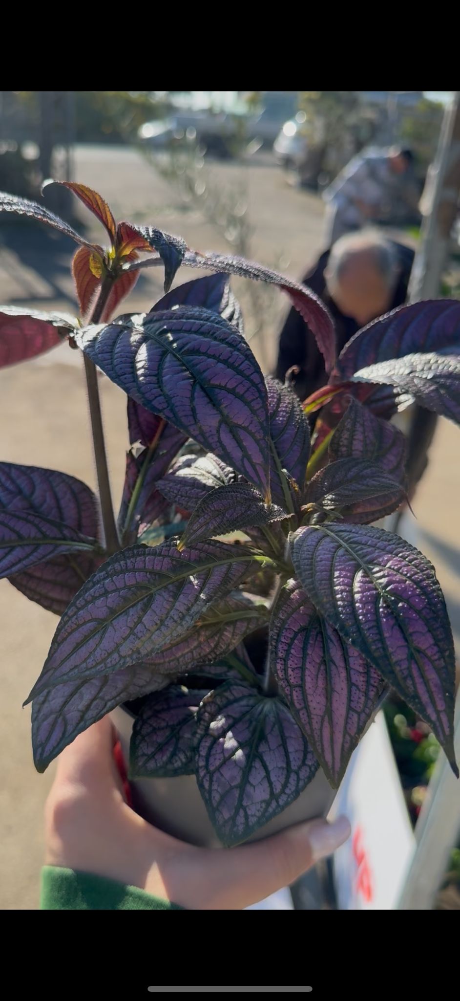 Strobilanthes vaso 13 – Pianta viola metallizzata da interno