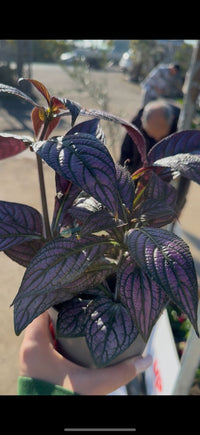 Strobilanthes vaso 13 – Pianta viola metallizzata da interno
